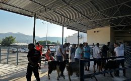 Büyükşehir Mezbahaları Kurban Bayramı’na Hazır